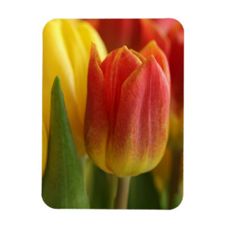 Vibrant Yellow and Red Tulips Garden Photo Magnet マグネット