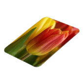 Vibrant Yellow and Red Tulips Garden Photo Magnet マグネット (左側)