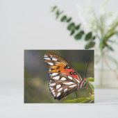 Viceroy Butterflyはがき ポストカード (スタンド正面)