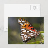 Viceroy Butterflyはがき ポストカード (正面/裏面)