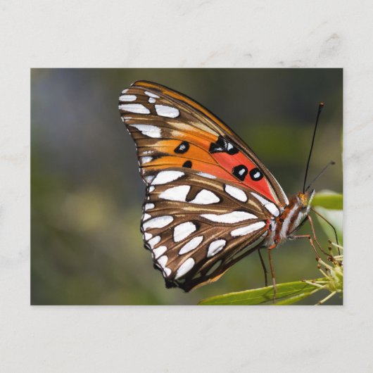 Viceroy Butterflyはがき ポストカード (正面)