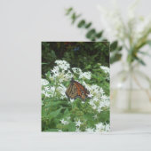 Viceroy Butterfly写真 ポストカード (スタンド正面)