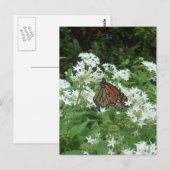 Viceroy Butterfly写真 ポストカード (正面/裏面)