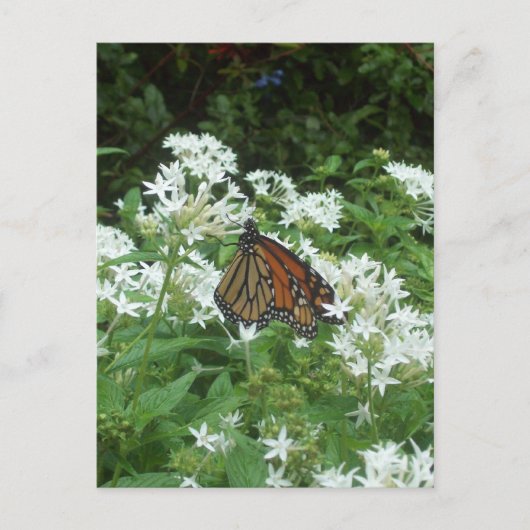 Viceroy Butterfly写真 ポストカード (正面)