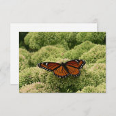 Viceroy Butterfly美しい自然写真 (正面/裏面)