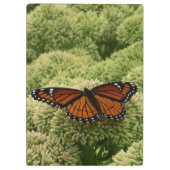 Viceroy Butterfly美しい自然写真 クリップボード (裏面)