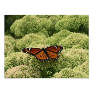 Viceroy Butterfly美しい自然写真 フォトプリント