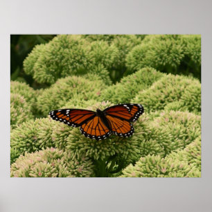Viceroy Butterfly美しい自然写真 ポスター