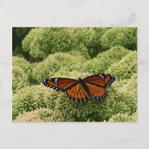 Viceroy Butterfly美しい自然写真 ポストカード