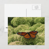 Viceroy Butterfly美しい自然写真 ポストカード (正面/裏面)