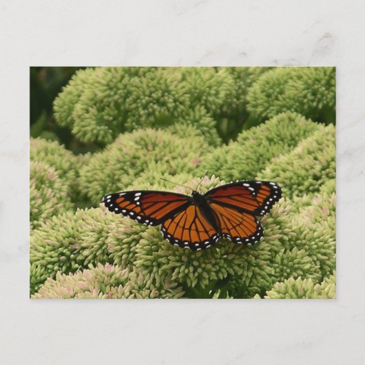 Viceroy Butterfly美しい自然写真 ポストカード (正面)