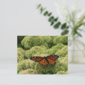 Viceroy Butterfly美しい自然写真 ポストカード (スタンド正面)