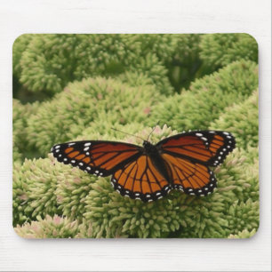 Viceroy Butterfly美しい自然写真 マウスパッド