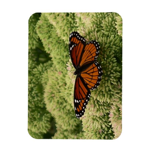 Viceroy Butterfly美しい自然写真 マグネット (縦)