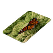 Viceroy Butterfly美しい自然写真 マグネット (左側)