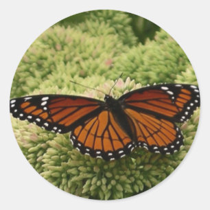 Viceroy Butterfly美しい自然写真 ラウンドシール