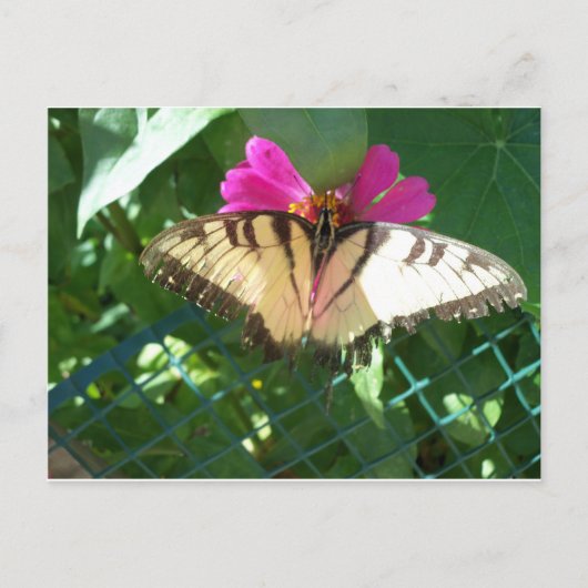 Viceroy Butterfly, 1 ポストカード (正面)