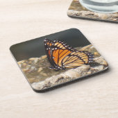 Viceroy Butterfly - 6パックコースター コースター (左側)