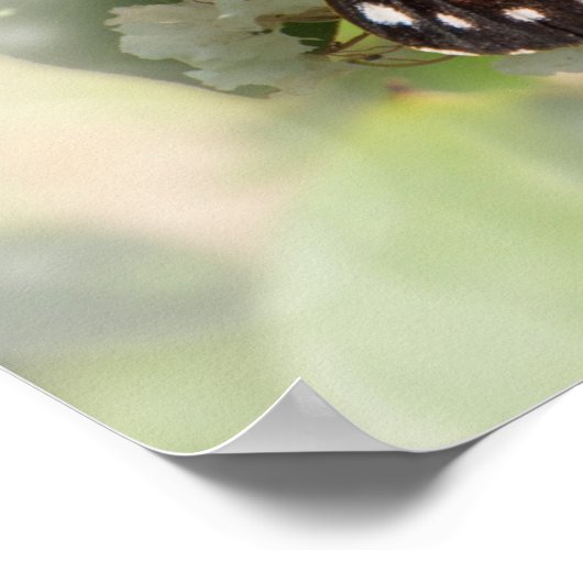 Viceroy on White Flowers ポスター (角)