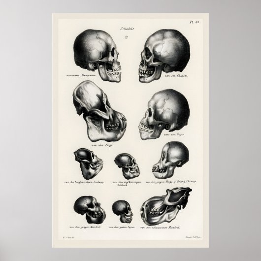 Victorian Anatomical Skull Art Print Human & Ape ポスター (正面)