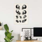 Victorian Anatomical Skull Art Print Human & Ape ポスター (ホームオフィス)