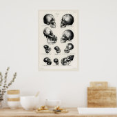 Victorian Anatomical Skull Art Print Human & Ape ポスター (キッチン)