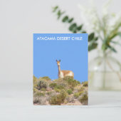 Vicuna Atacama Desert, Chileはがき – 垂直 ポストカード (スタンド正面)