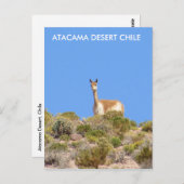Vicuna Atacama Desert, Chileはがき – 垂直 ポストカード (正面/裏面)