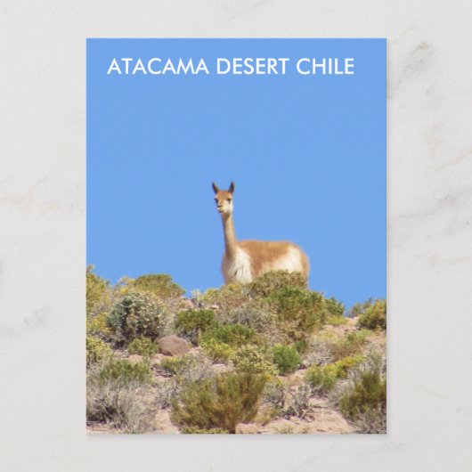 Vicuna Atacama Desert, Chileはがき – 垂直 ポストカード (正面)