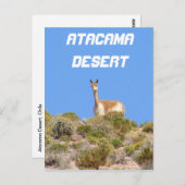 Vicuna Atacama Desert, Chileはがき – 垂直 ポストカード (正面/裏面)