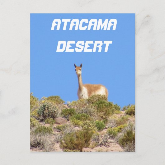 Vicuna Atacama Desert, Chileはがき – 垂直 ポストカード (正面)
