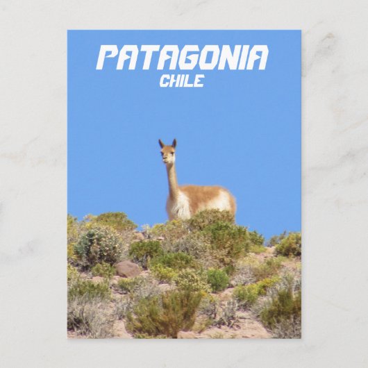 Vicuna Patagonia，チリのポストカード – 垂直 ポストカード (正面)