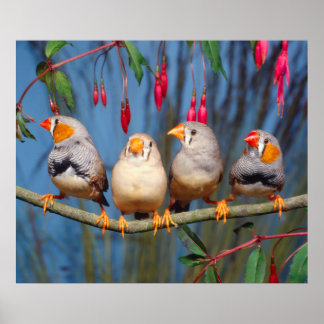 vier Zebrafinken nebeneinander auf Ast sitzend ポスター