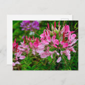 Vietnam - flower on Ha Giang plateau シーズンポストカード (正面/裏面)