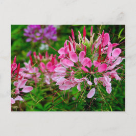 Vietnam - flower on Ha Giang plateau シーズンポストカード