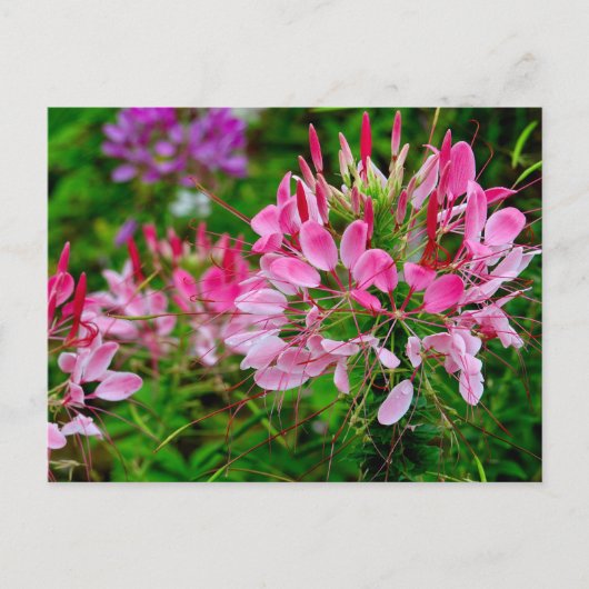 Vietnam - flower on Ha Giang plateau シーズンポストカード (正面)