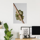 Vietnamese Mossy Frog on a Branch ポスター (ホームオフィス)