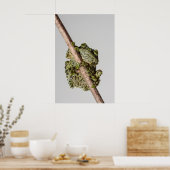 Vietnamese Mossy Frog on a Branch ポスター (キッチン)