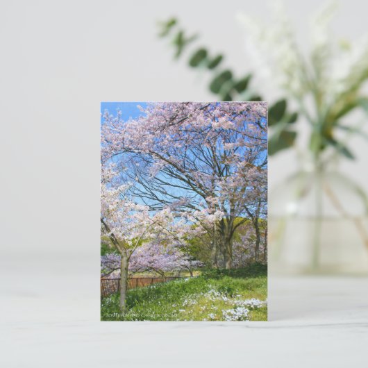 View of Cherry blossoms & Spring Star ポストカード (スタンド正面)