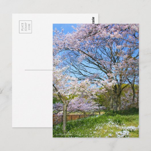 View of Cherry blossoms & Spring Star ポストカード (正面/裏面)
