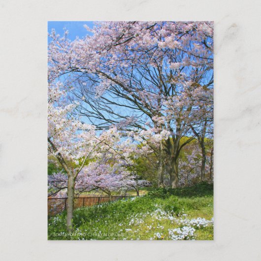 View of Cherry blossoms & Spring Star ポストカード (正面)