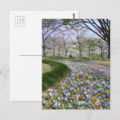 View of Cherry blossoms & Viola ポストカード (正面/裏面)