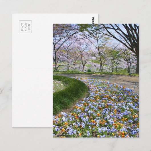 View of Cherry blossoms & Viola ポストカード (正面/裏面)