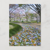 View of Cherry blossoms & Viola ポストカード (正面)