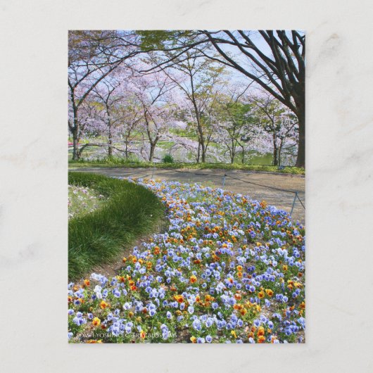View of Cherry blossoms & Viola ポストカード (正面)
