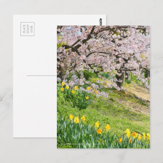 View of Cherry blossoms & Wild Daffodil ポストカード (正面/裏面)