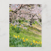 View of Cherry blossoms & Wild Daffodil ポストカード (正面)