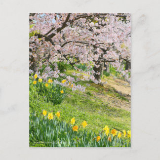 View of Cherry blossoms & Wild Daffodil ポストカード