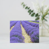 View of lavender fields in the Drôme provencale シーズンポストカード (スタンド正面)