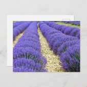 View of lavender fields in the Drôme provencale シーズンポストカード (正面/裏面)